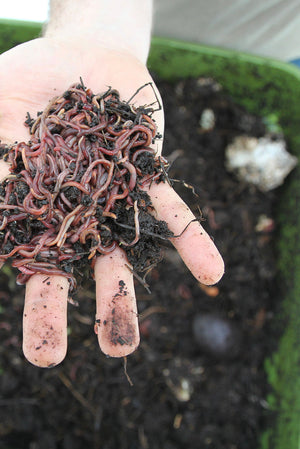 Image of a person's hand holding worms and compost from the Hungry Bin.