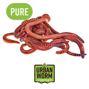red wiggler compost worms