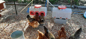 Chicken Waterer providing water for chickens