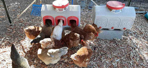 Chickens enjoying overez chicken feeder