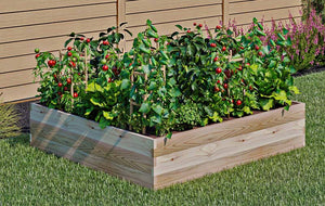 Cedar Raised Garden Bed (45" x 45" x 10.5") growing tomatoes