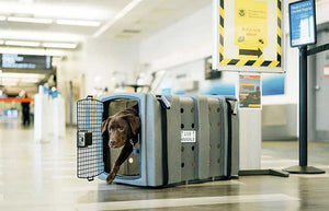 Dakota 283 Kennebec Jet Stream Airline Kennel with dog in airport