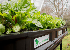 Vegepod growing vegetables 