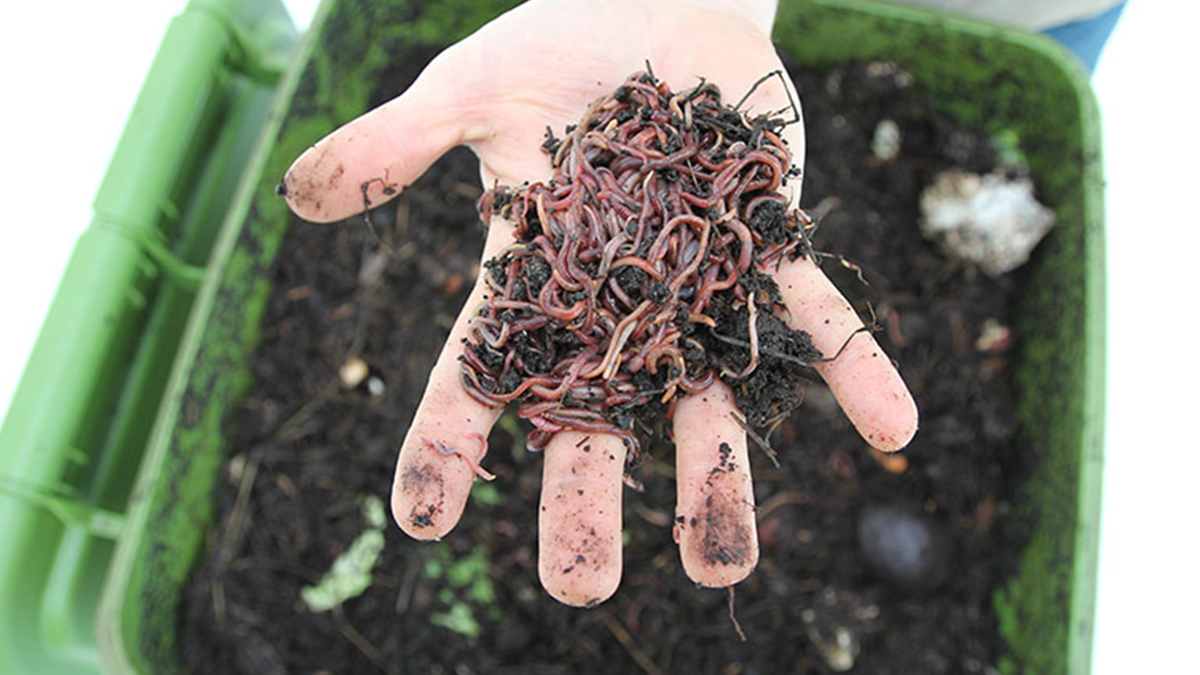 Best Worm Composters