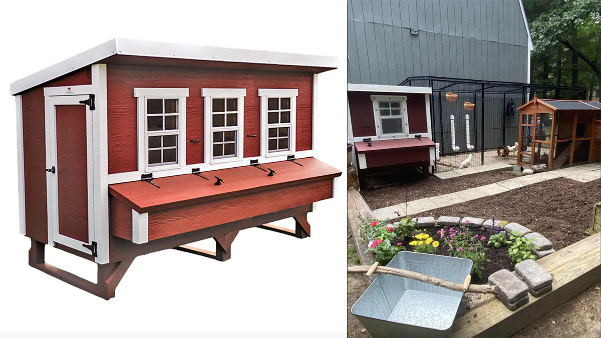 Get your chickens used to their new coop