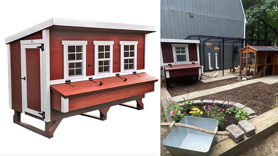 Get your chickens used to their new coop