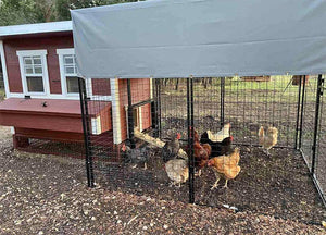 OverEZ Walk-In 8' Chicken Run with chickens and tarp