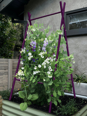 Modern A-Frame Trellis