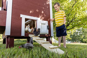 OverEZ Chicken Coop - Large with young chickens