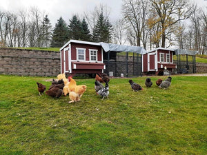 Two OverEZ Chicken Coop - Large 