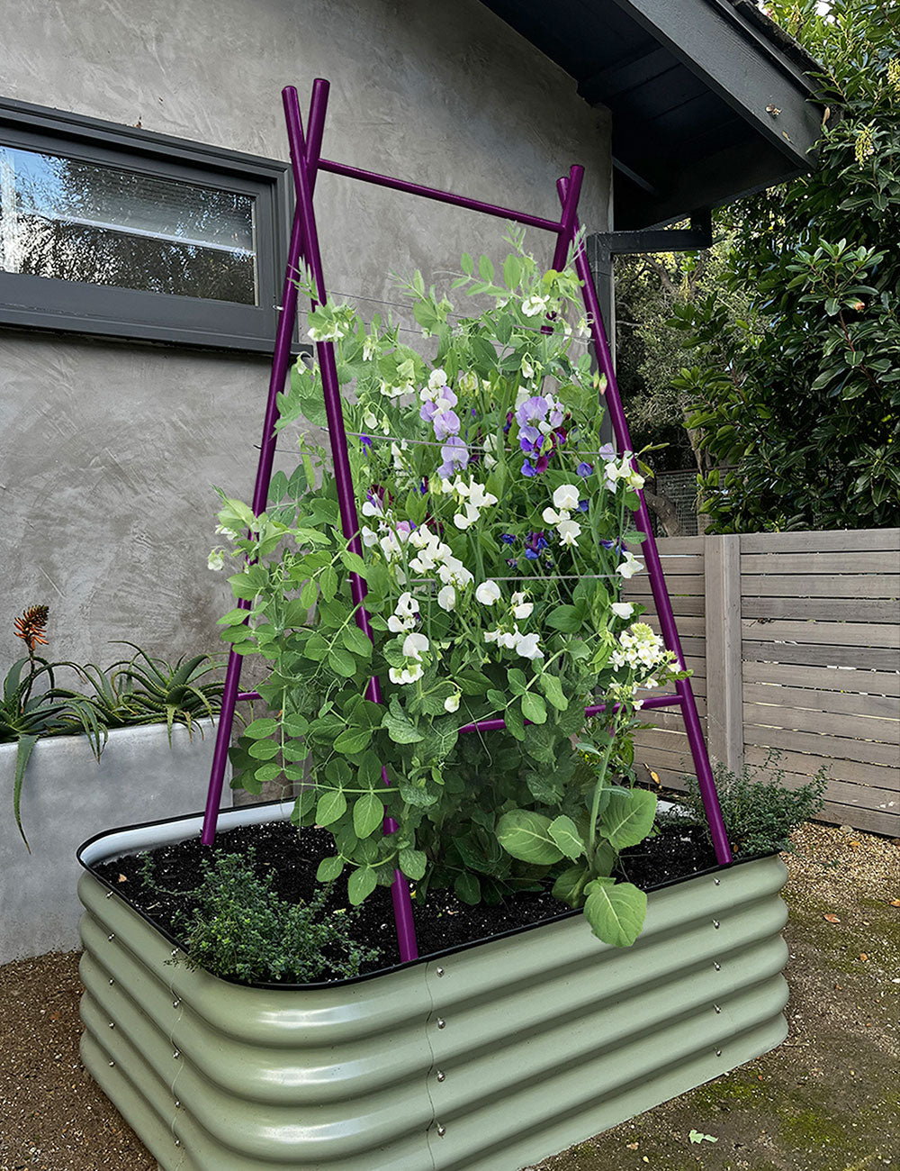 wooden a frame trellis Modern A-Frame Trellis
