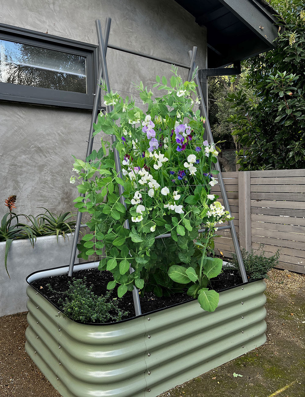 modern plant trellis Modern A-Frame Trellis