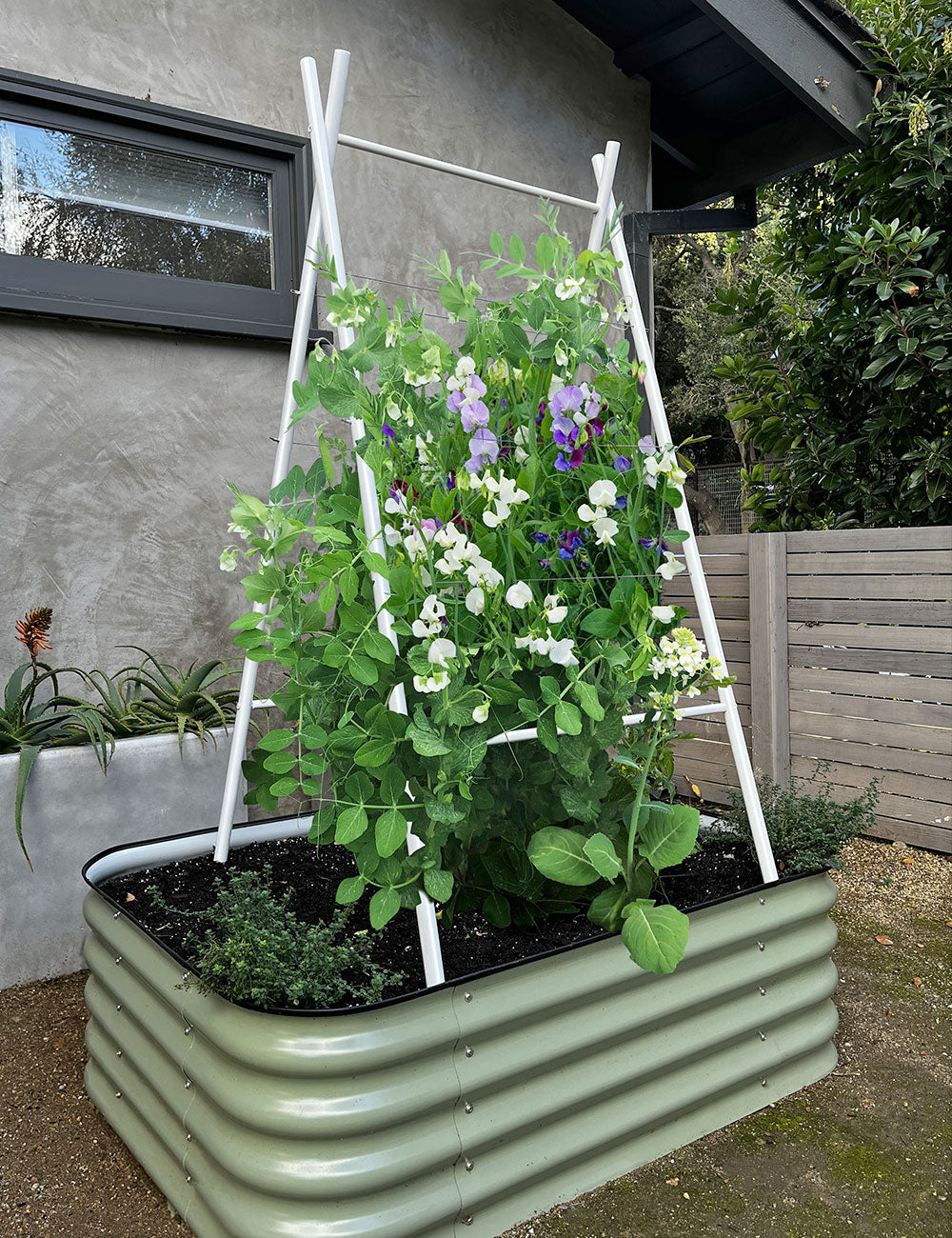 steel plant trellis Modern A-Frame Trellis