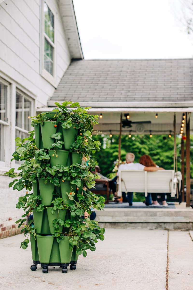 Outdoor Vertical gardening 