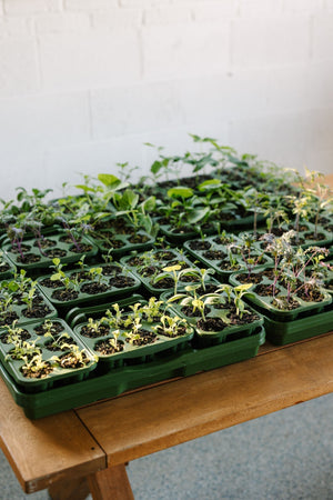 GreenStalk Garden Seed Starter Kit (Set of 4)
