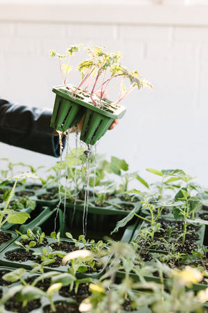 GreenStalk Garden Seed Starter Kit (Set of 4)
