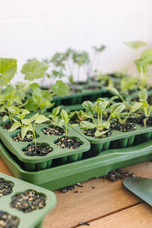 GreenStalk Garden Seed Starter Kit (Set of 4)