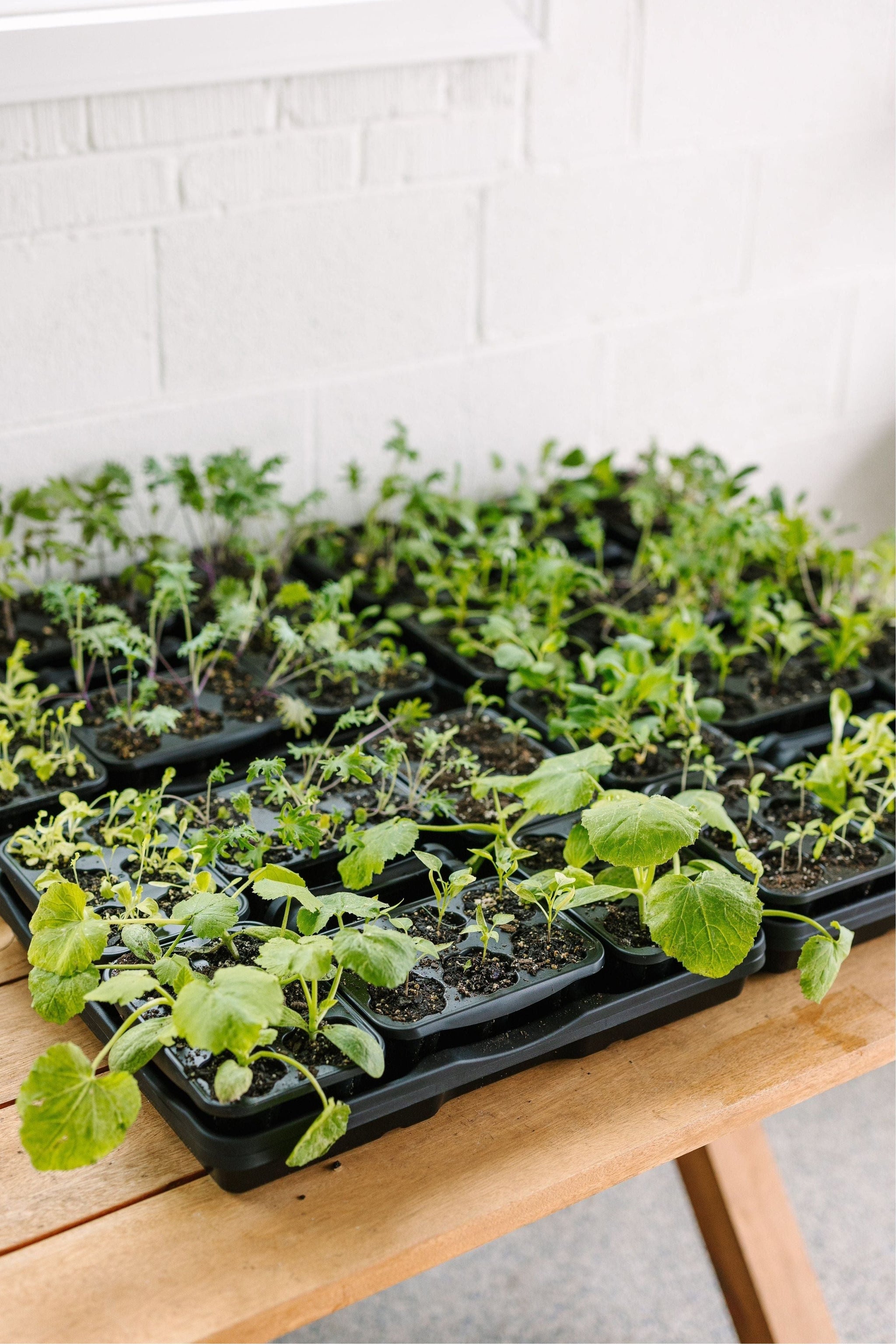 garden seed starter GreenStalk Garden Seed Starter Kit (Set of 4)
