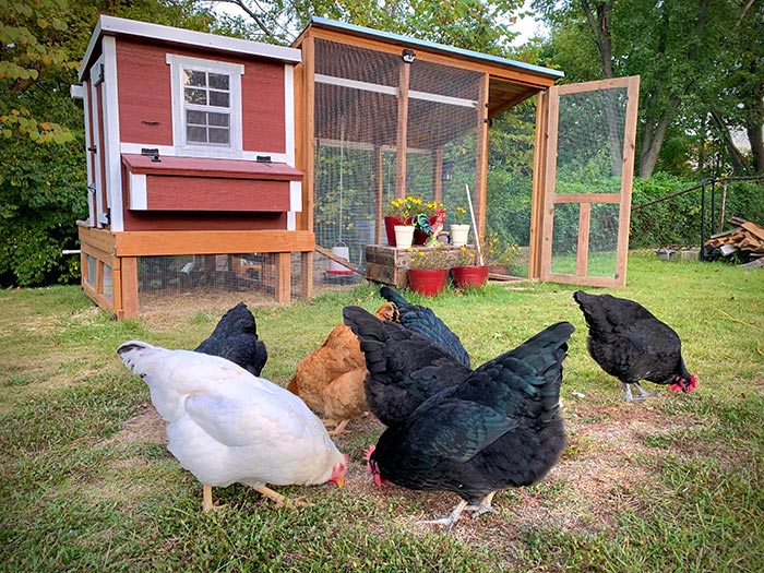 Heavy-Duty OverEz Chicken Coop