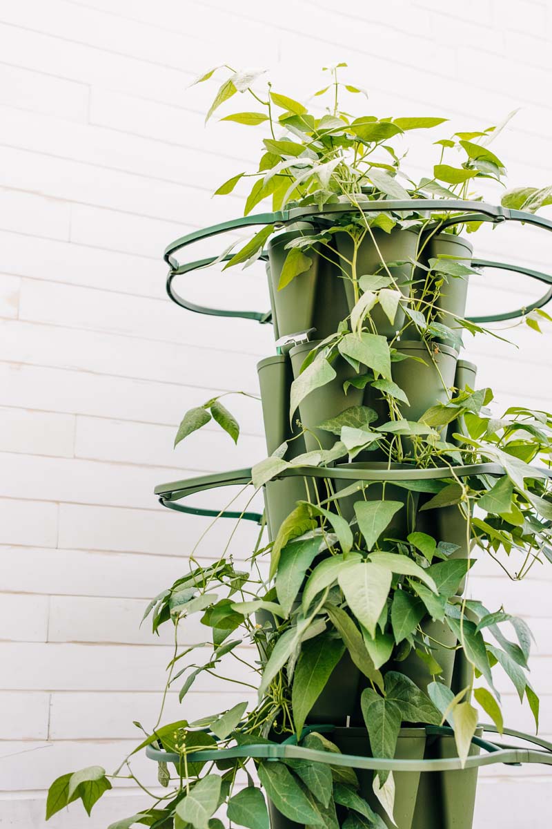Green Stalk Vertical Planter for gardening 