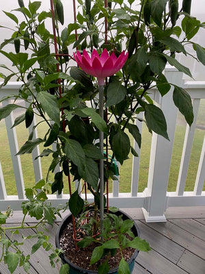 Fucshia Jazmine decorative root waterer being used to irrigate tall plant