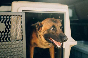 Dakota 283 Hero Kennel with dog inside car