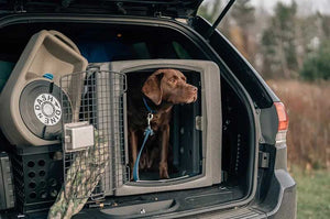Dakota 283 T1 Kennel with dog in car