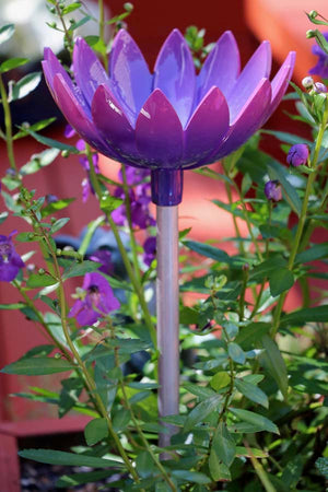 Closeup of decorative Jazmine deep root waterer in Violet color