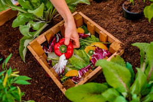 Mezza 3x5 Keyhole Composting Garden adding compost