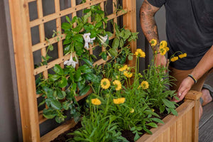 Rosewood Planter with Trellis with flowers
