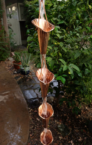 Multiple Cala Lily Cups with rain water flowing in garden