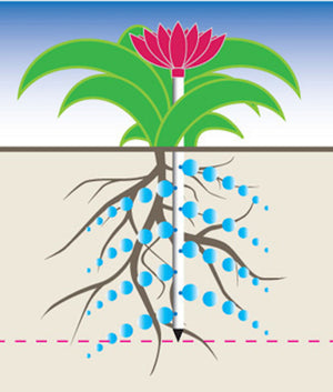 Diagram displaying how the deep root waterers are effective at irrigating hard to reach roots