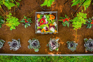 Urbana 4x4 Keyhole Composting Garden