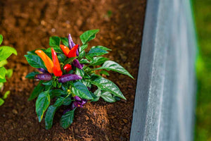 Urbana 3x5 Keyhole Composting Garden