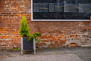 Urbana 17x17 Raised Planter with tree