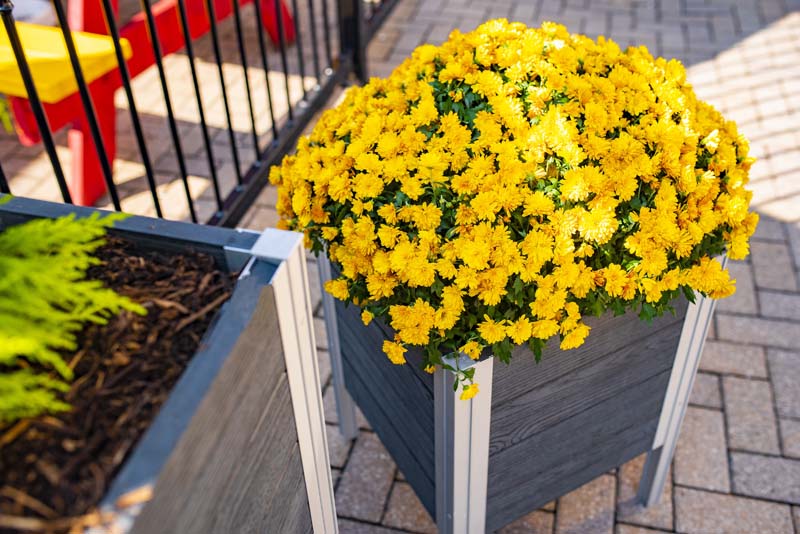 Urbana 17x17 Raised Planter with flowers