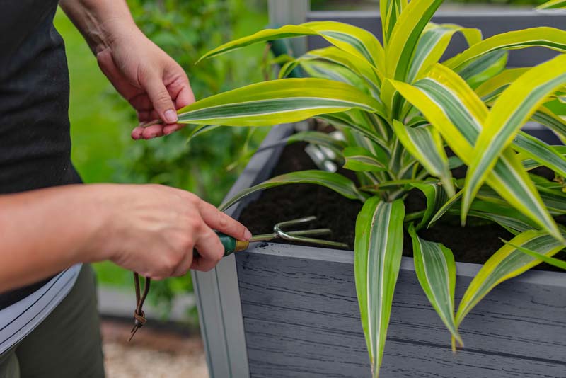 Urbana Large Parklette with Trellis