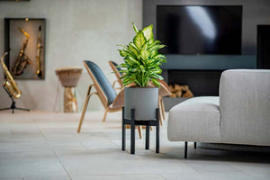 Växa 11” Self-Watering Planter in living room
