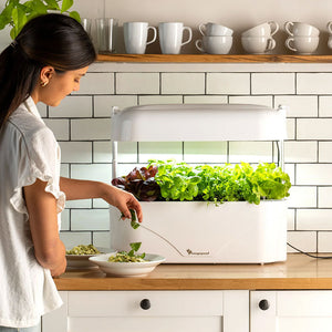 Vegepod Kitchen Garden growing fresh greens 