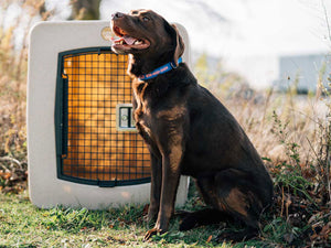 Dakota 283 G3 Extra Large Lab in Field 