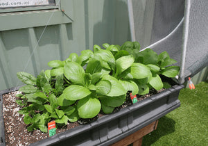 Small Vegepod growing vegetables 