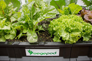 Vegepod garden